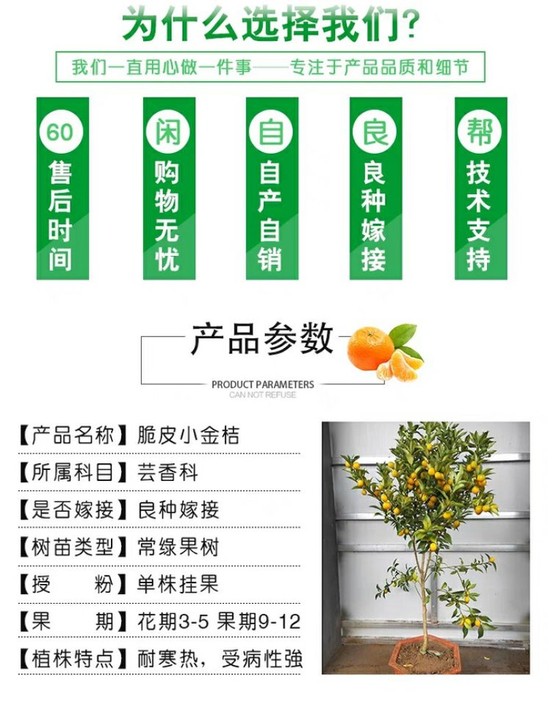 脆皮金桔苗，甜的，可以吃的，带果发货免费后期指导
