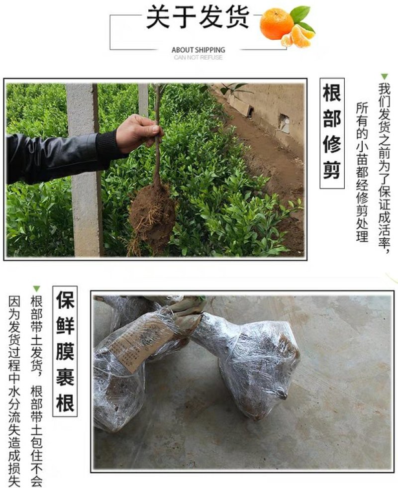 脆皮金桔苗，甜的，可以吃的，带果发货免费后期指导