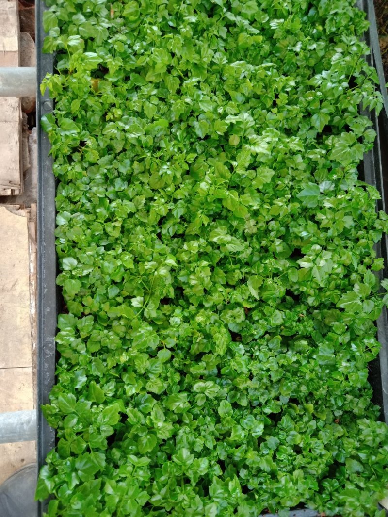 幸福树种苗小富贵苗室内观叶花卉盆栽绿植耐寒