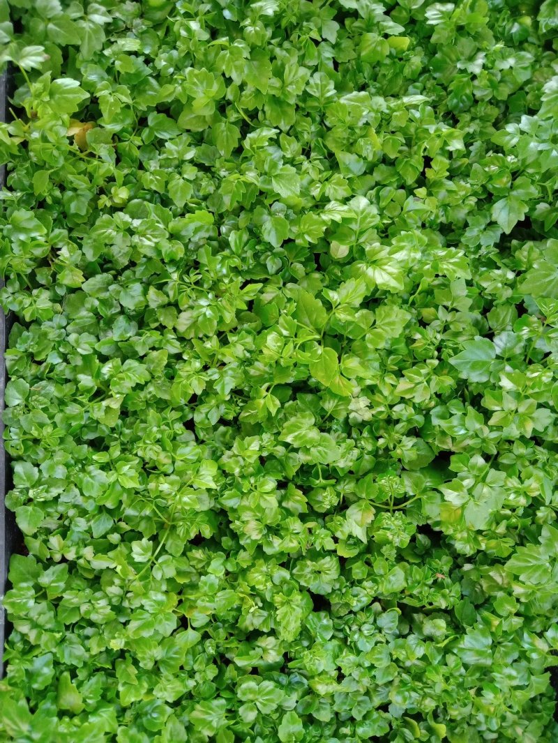 幸福树种苗小富贵苗室内观叶花卉盆栽绿植耐寒