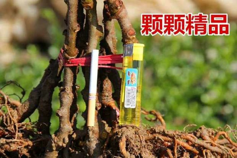 徐香猕猴桃苗，水分足，甜度高基地直供品质保证
