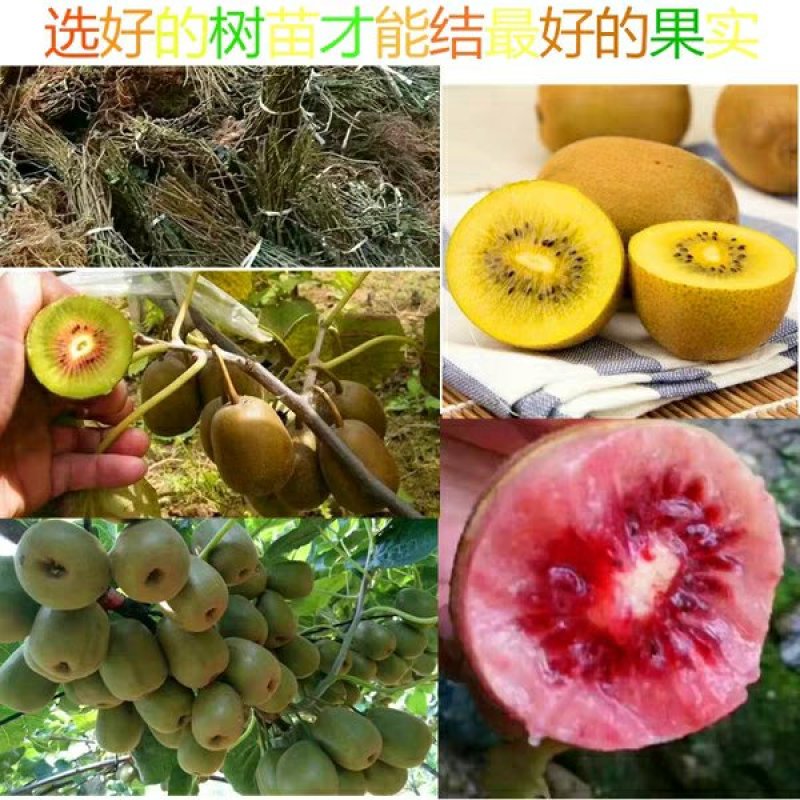 徐香猕猴桃苗，水分足，甜度高基地直供品质保证