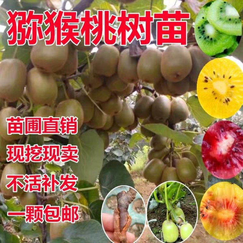 徐香猕猴桃苗，水分足，甜度高基地直供品质保证