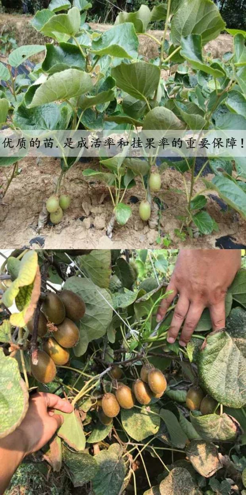 徐香猕猴桃苗，水分足，甜度高基地直供品质保证
