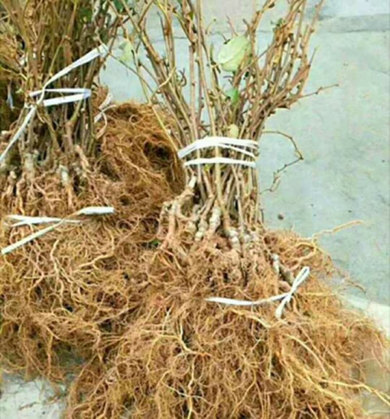 徐香猕猴桃苗，水分足，甜度高基地直供品质保证