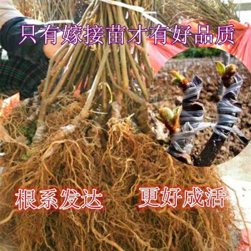 徐香猕猴桃苗，水分足，甜度高基地直供品质保证