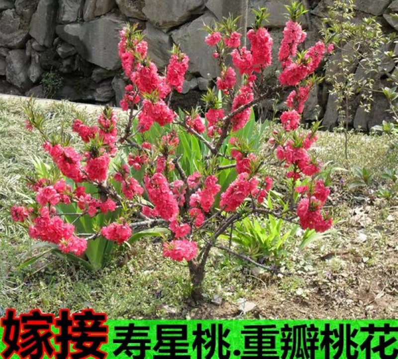 寿桃树苗包品种当年开花结果，造型优美，适合盆栽地栽