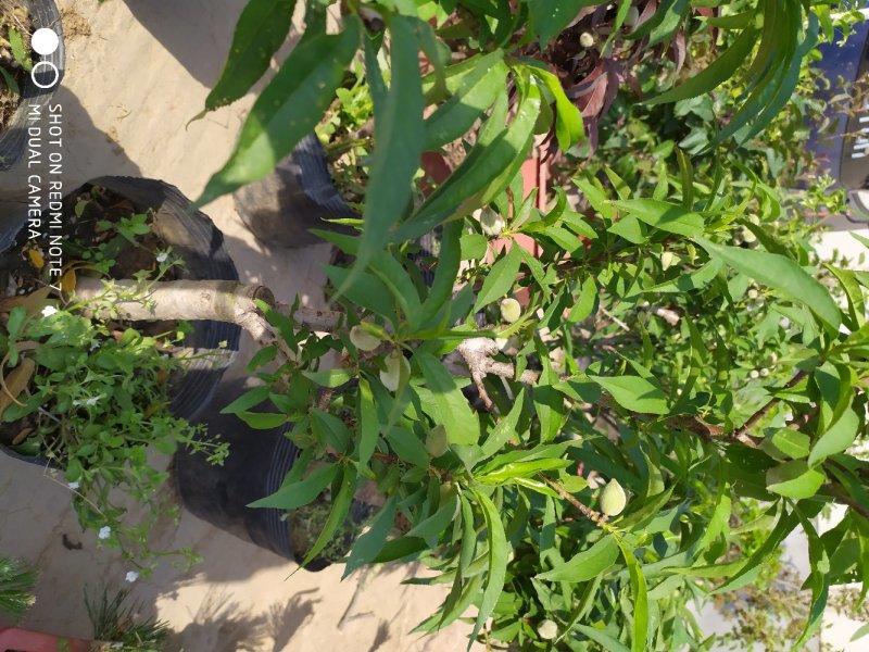 寿桃树苗包品种当年开花结果，造型优美，适合盆栽地栽