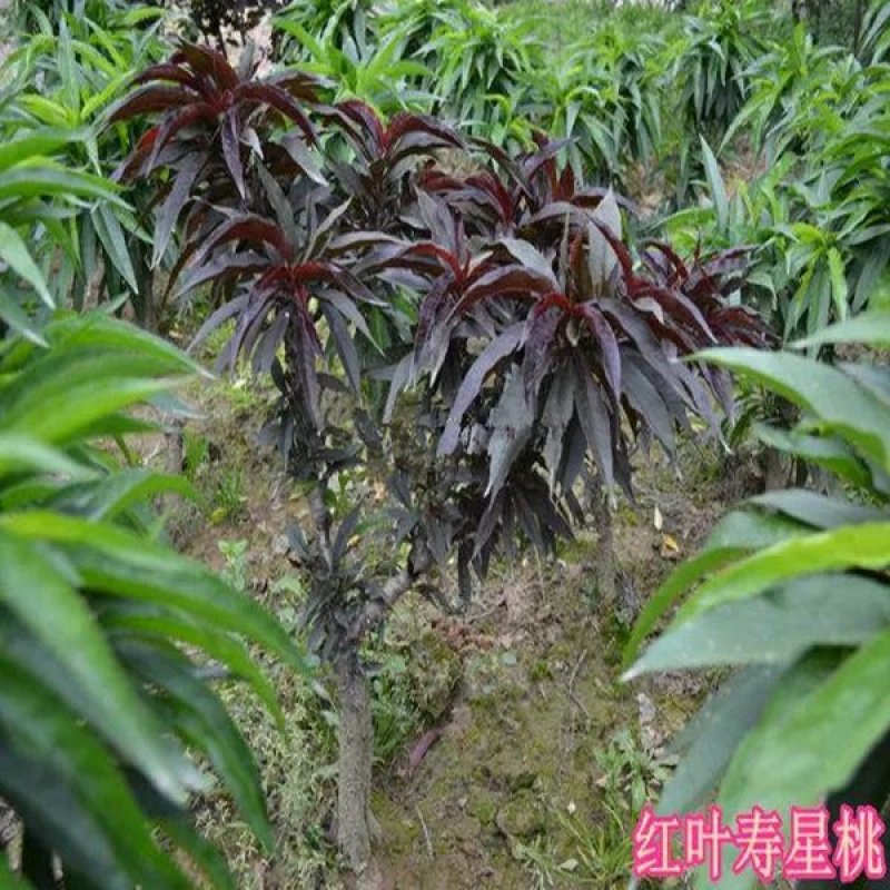 寿桃树苗包品种当年开花结果，造型优美，适合盆栽地栽