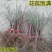 寿桃树苗包品种当年开花结果,造型优美,适合盆栽地栽