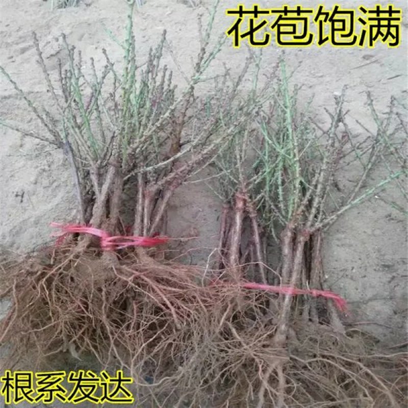 寿桃树苗包品种当年开花结果，造型优美，适合盆栽地栽