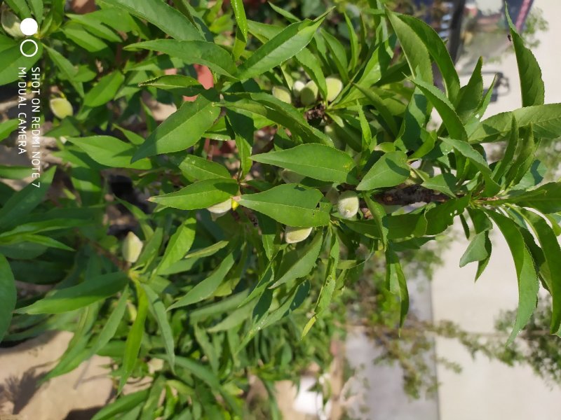 寿桃树苗包品种当年开花结果，造型优美，适合盆栽地栽