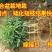 寿桃树苗包品种当年开花结果,造型优美,适合盆栽地栽