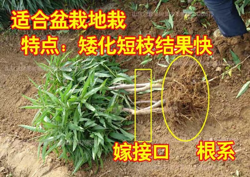 寿桃树苗包品种当年开花结果，造型优美，适合盆栽地栽