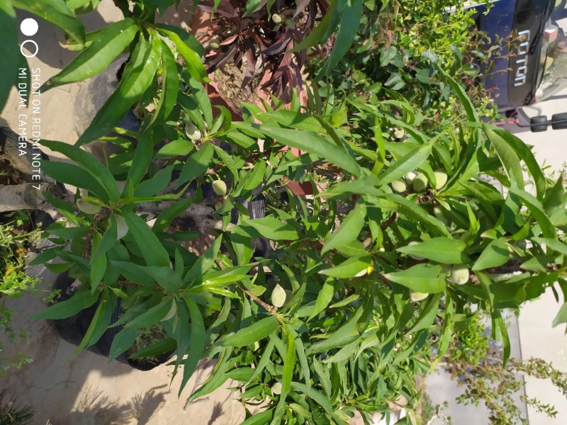 寿桃树苗包品种当年开花结果，造型优美，适合盆栽地栽