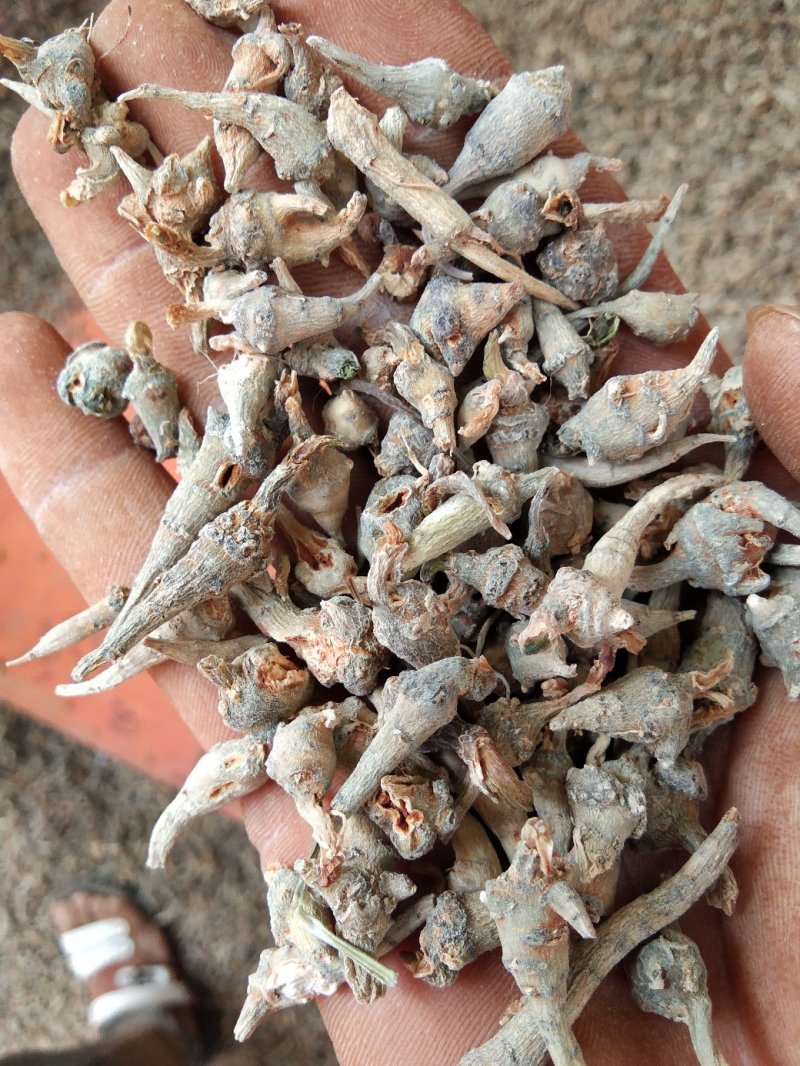 云南文山小三七【产地直销】大量批发零售包邮