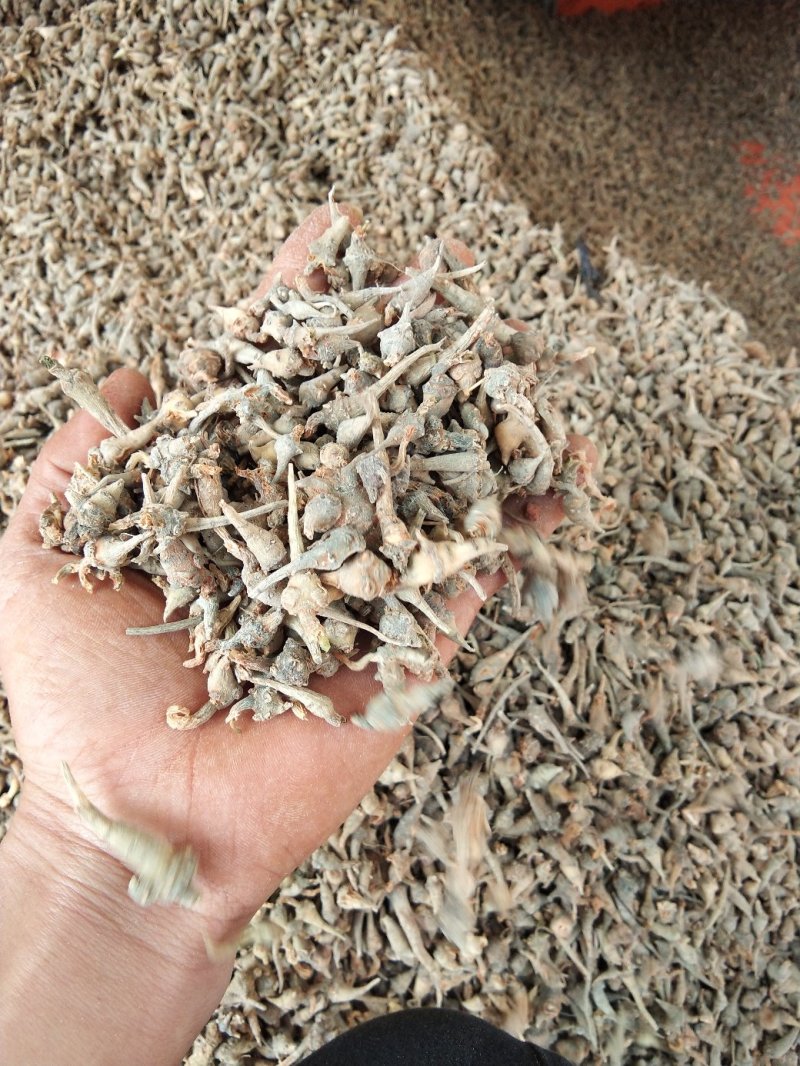 云南文山小三七【产地直销】大量批发零售包邮