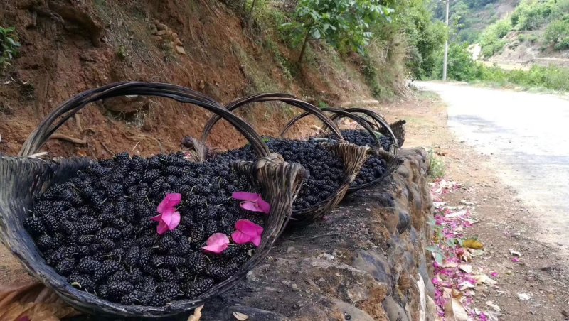 攀枝花黑桑泡椹干500克装