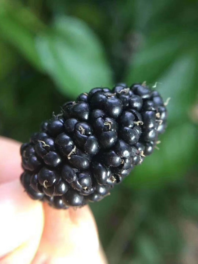 攀枝花黑桑泡椹干500克装