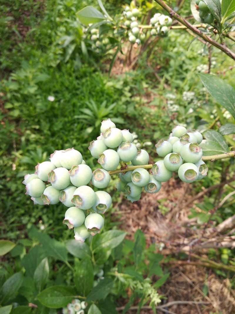 品种蓝莓苗，当年结果，坐果量大，口感好