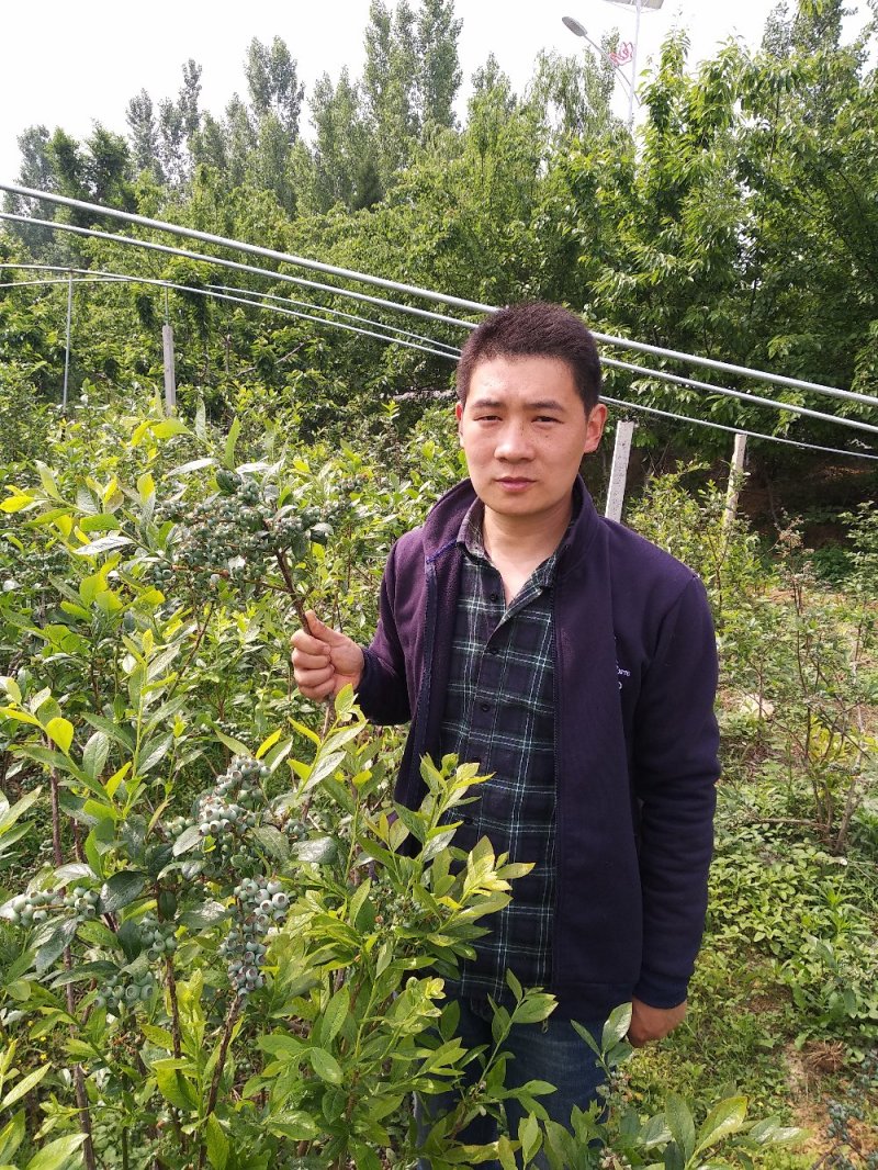 品种蓝莓苗，当年结果，坐果量大，口感好