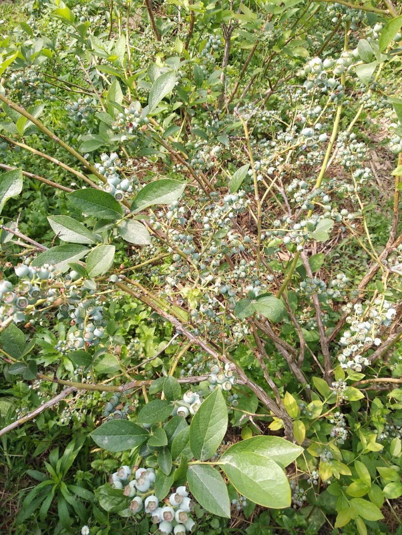 品种蓝莓苗，当年结果，坐果量大，口感好