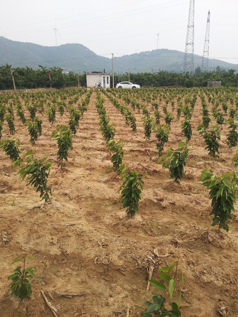 鲁樱3号樱桃苗，齐早，美早，俄罗斯八号，萨米脱，布鲁克斯