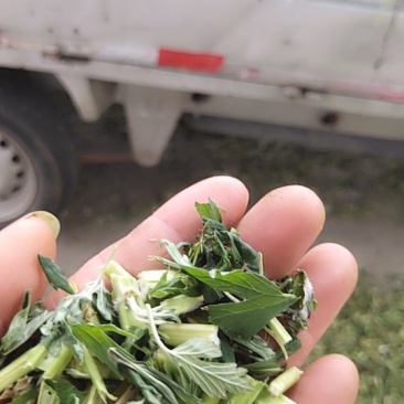 益母草片子新货