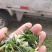 益母草片子新货