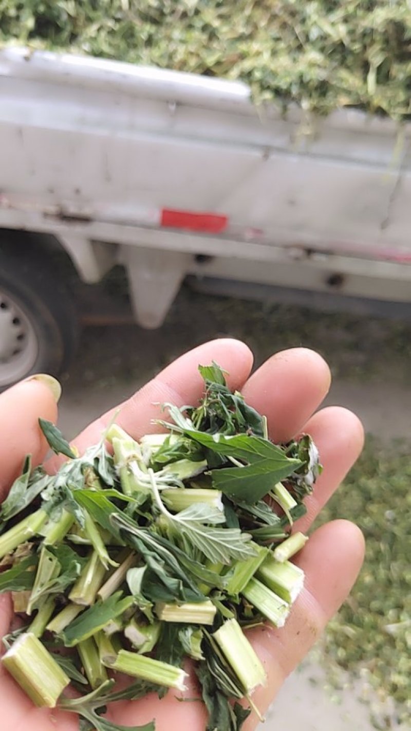 益母草片子新货