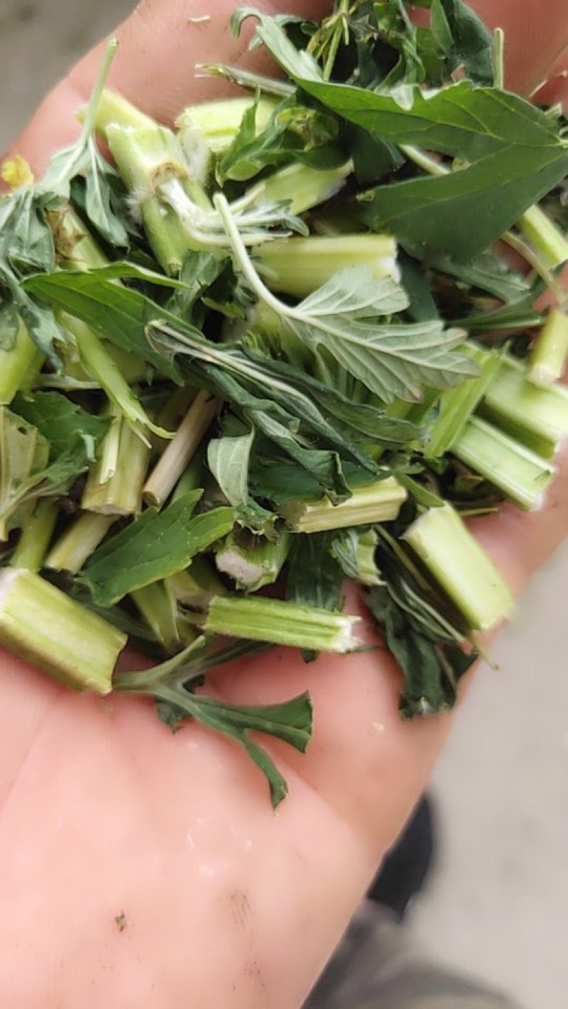 益母草片子新货