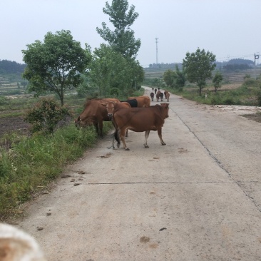 本地黄牛