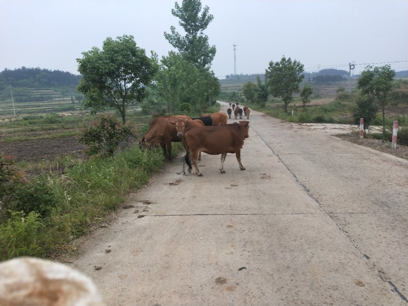 本地黄牛