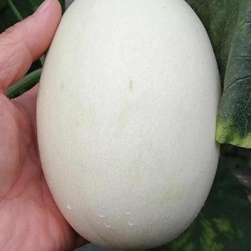 山东潍坊脆梨大量上市质量杠杠的