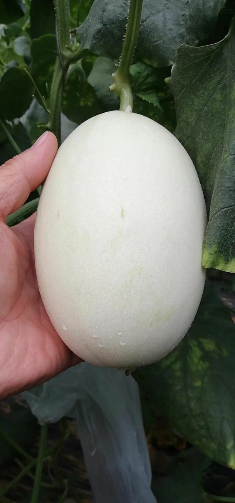 山东潍坊脆梨大量上市质量杠杠的