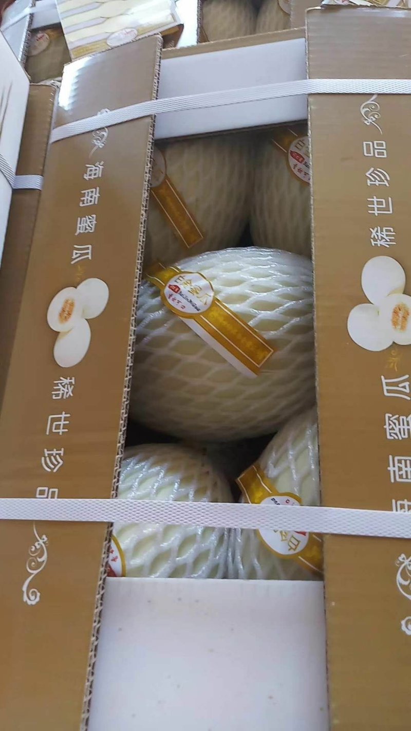 山东潍坊脆梨大量上市质量杠杠的