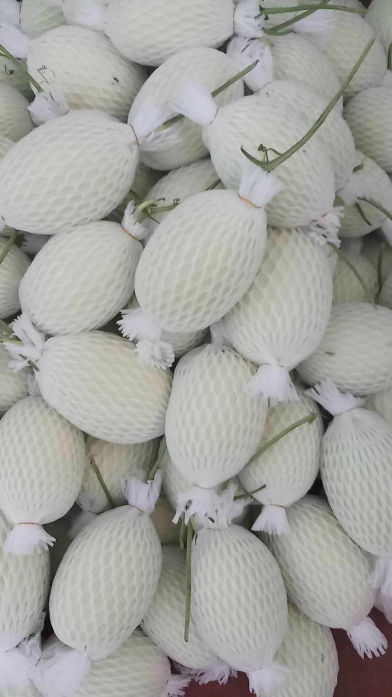 山东潍坊脆梨大量上市质量杠杠的