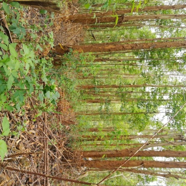 大量收长期按树仅限广西有卖的请联系我