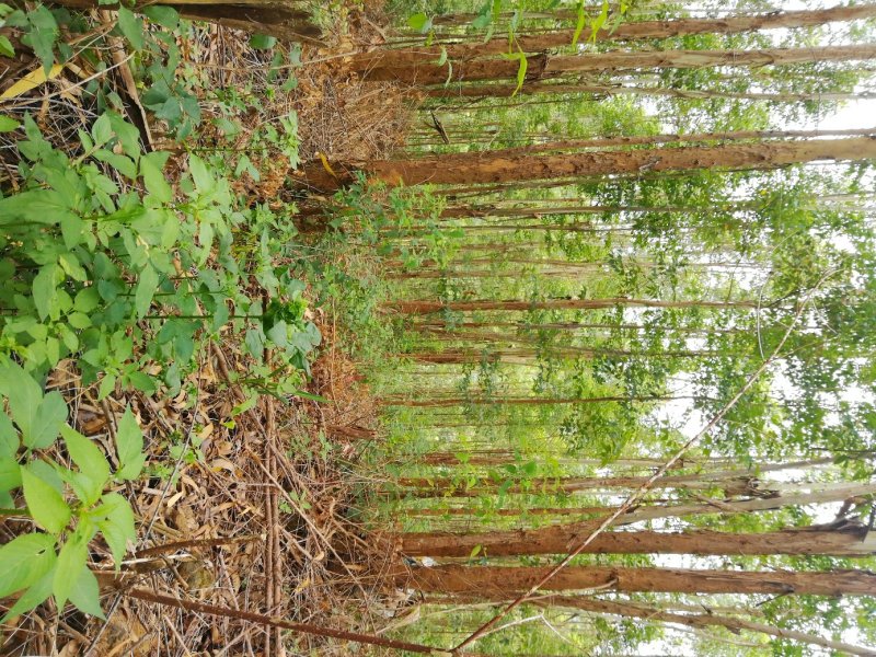 大量收长期按树仅限广西有卖的请联系我