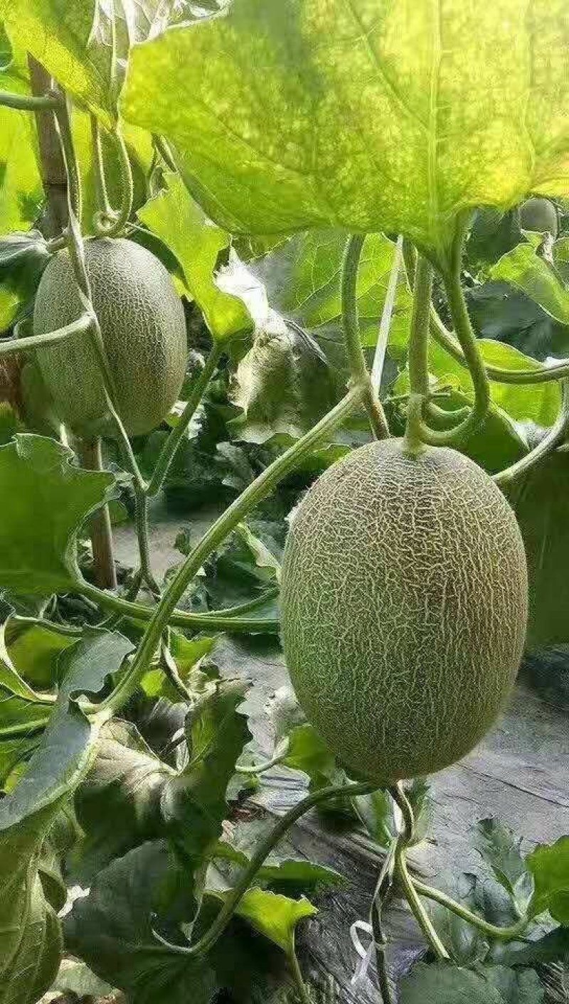 山东潍坊的西周蜜大量上市质量杠杠的欢迎新老客户前来定购