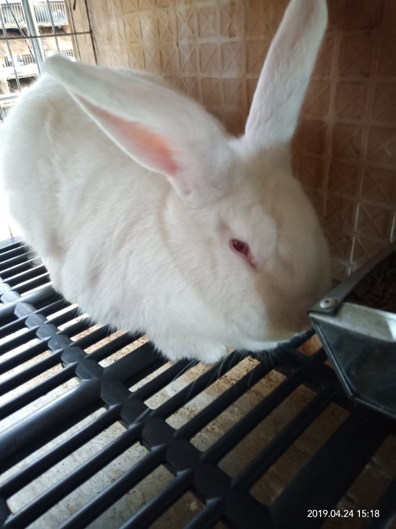 新西兰种兔，繁殖能力强。