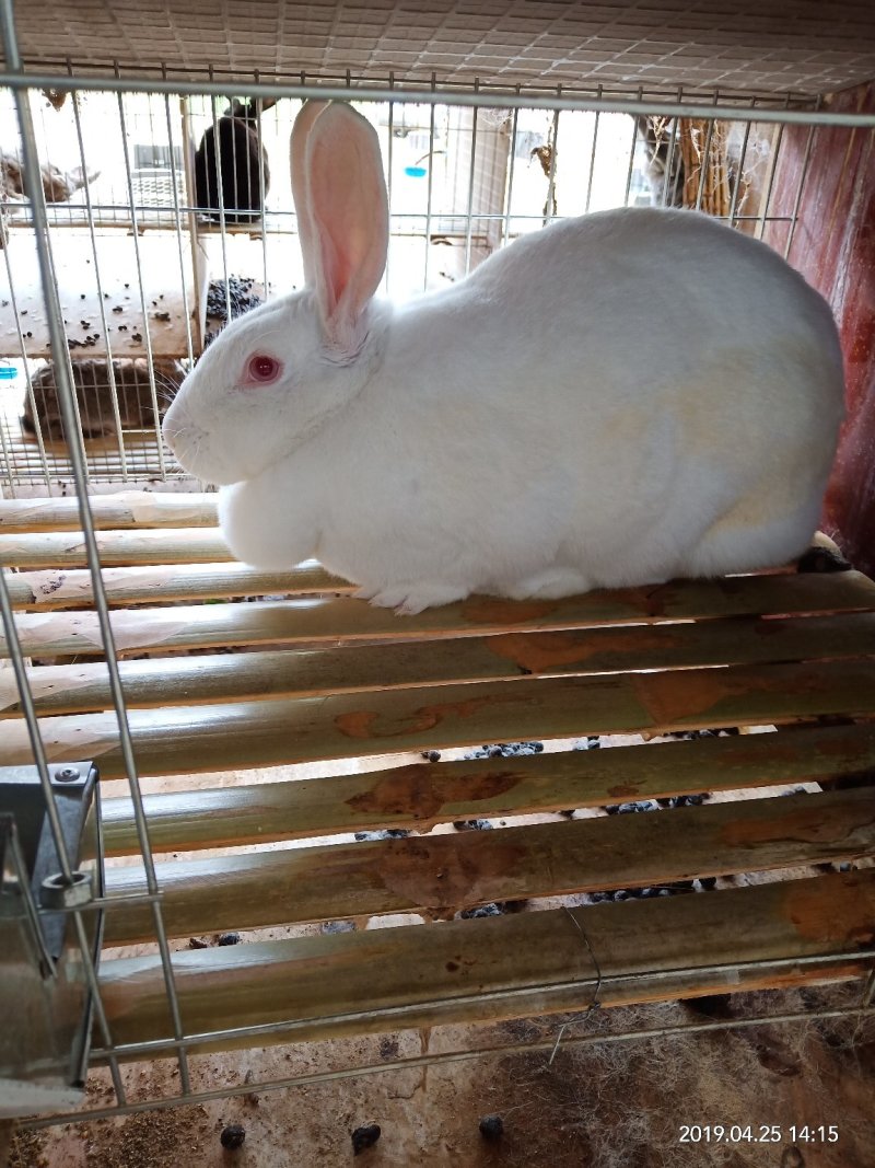 新西兰种兔，繁殖能力强。