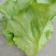 精品意大利生菜产地直供，按需分拣，提供任何包装