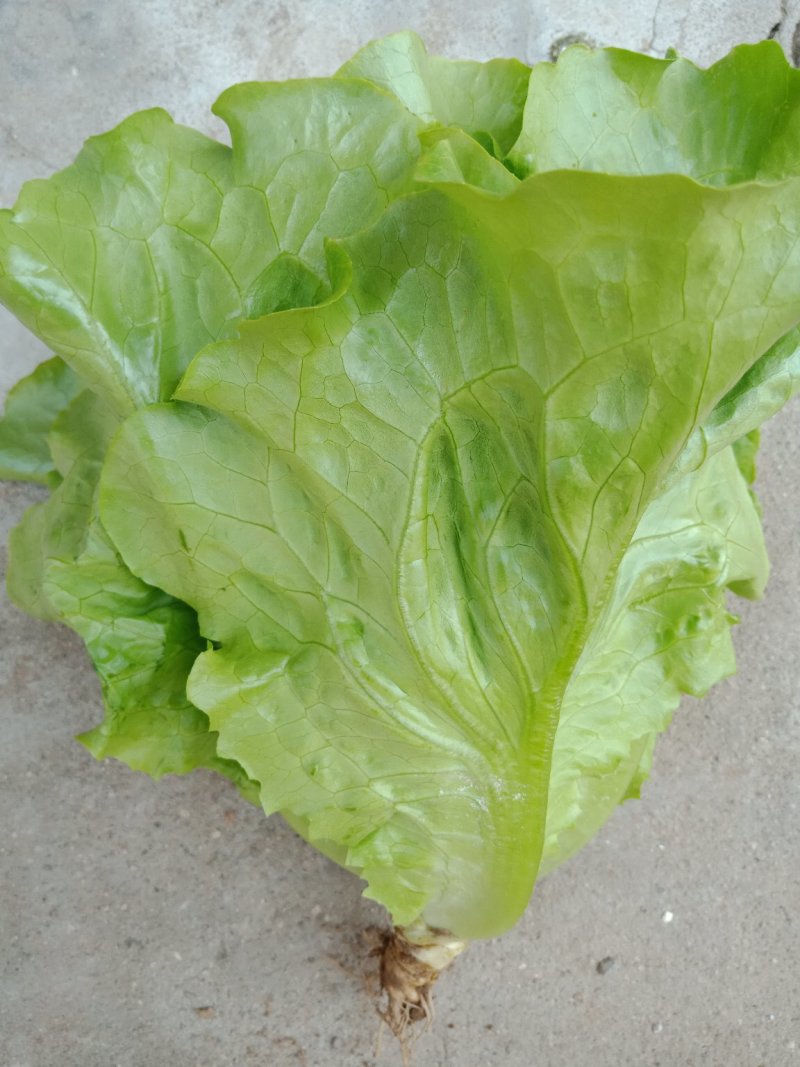 精品意大利生菜产地直供，按需分拣，提供任何包装