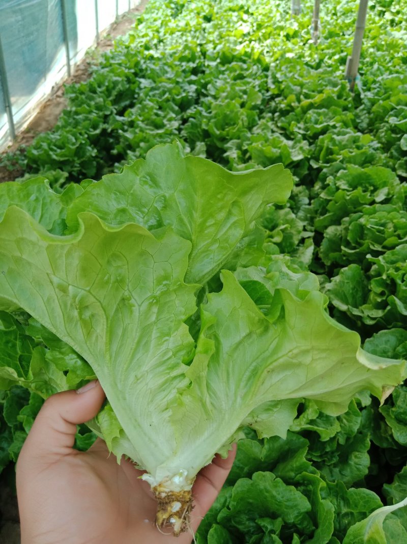 精品意大利生菜产地直供，按需分拣，提供任何包装