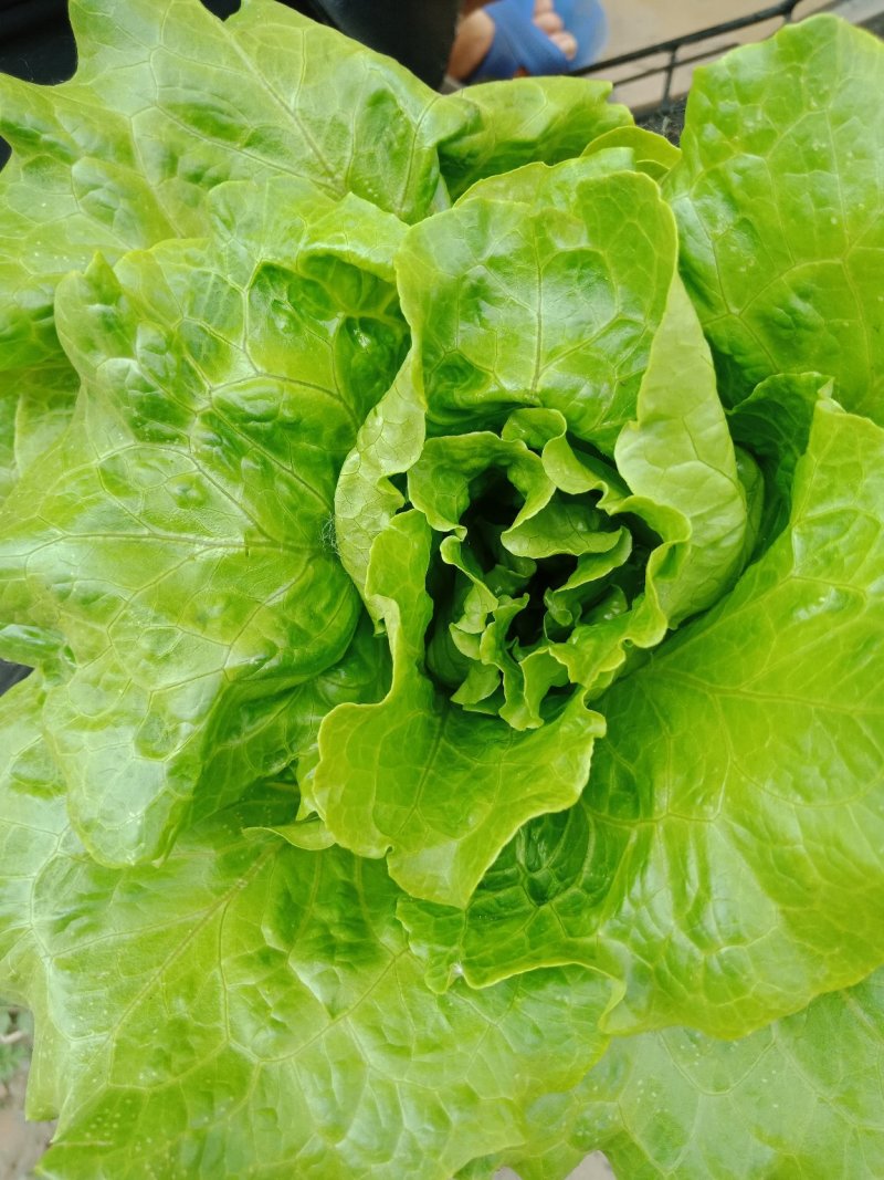 精品意大利生菜产地直供，按需分拣，提供任何包装
