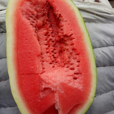陕西蒲城大鹏西瓜