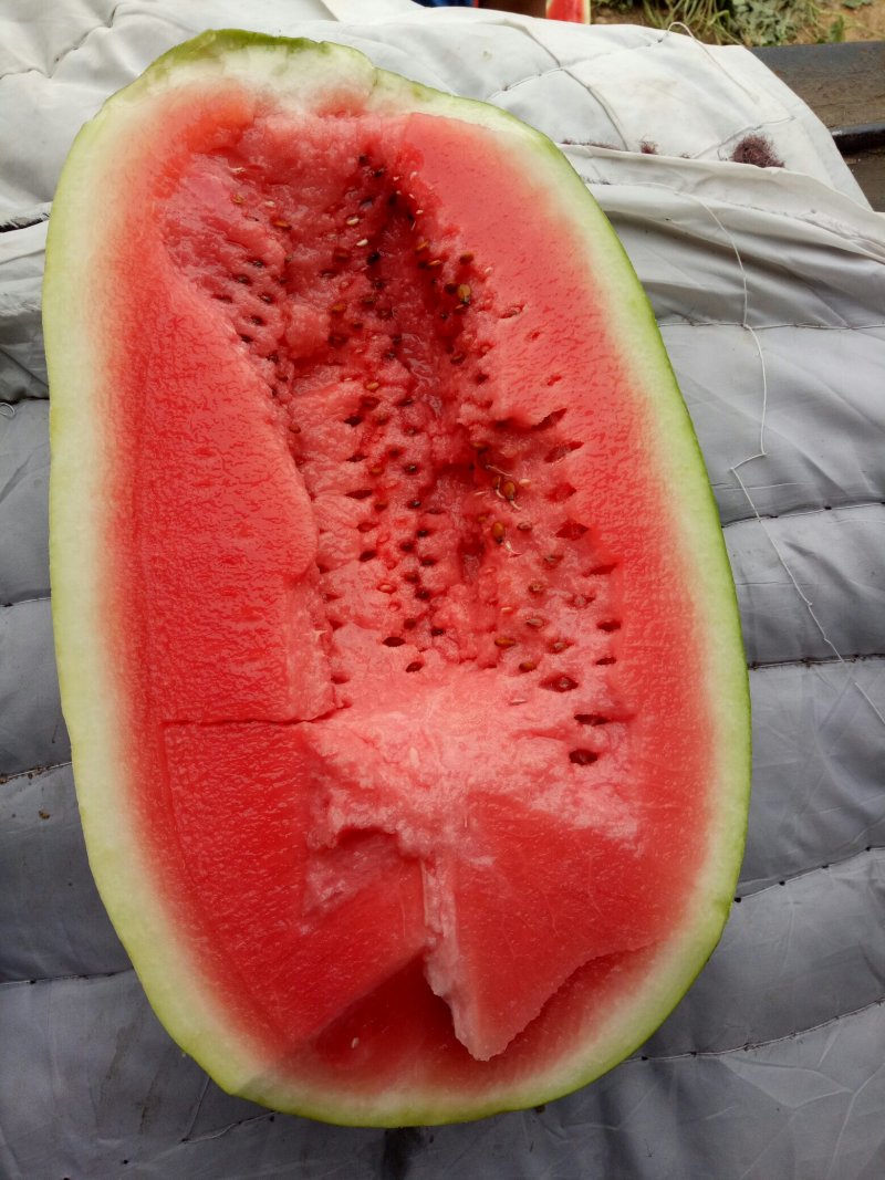 陕西蒲城大鹏西瓜