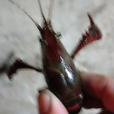 龙虾