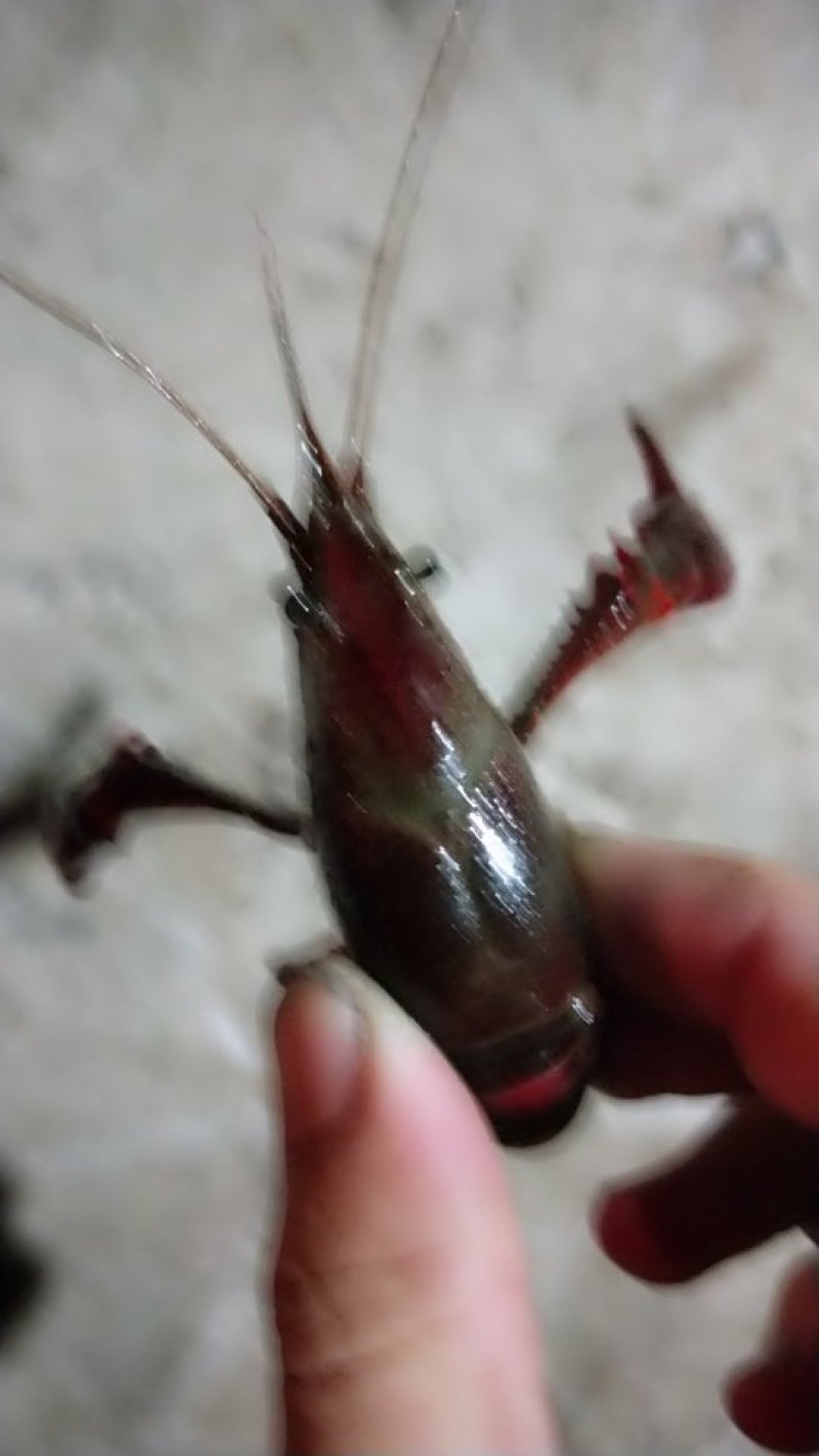 龙虾